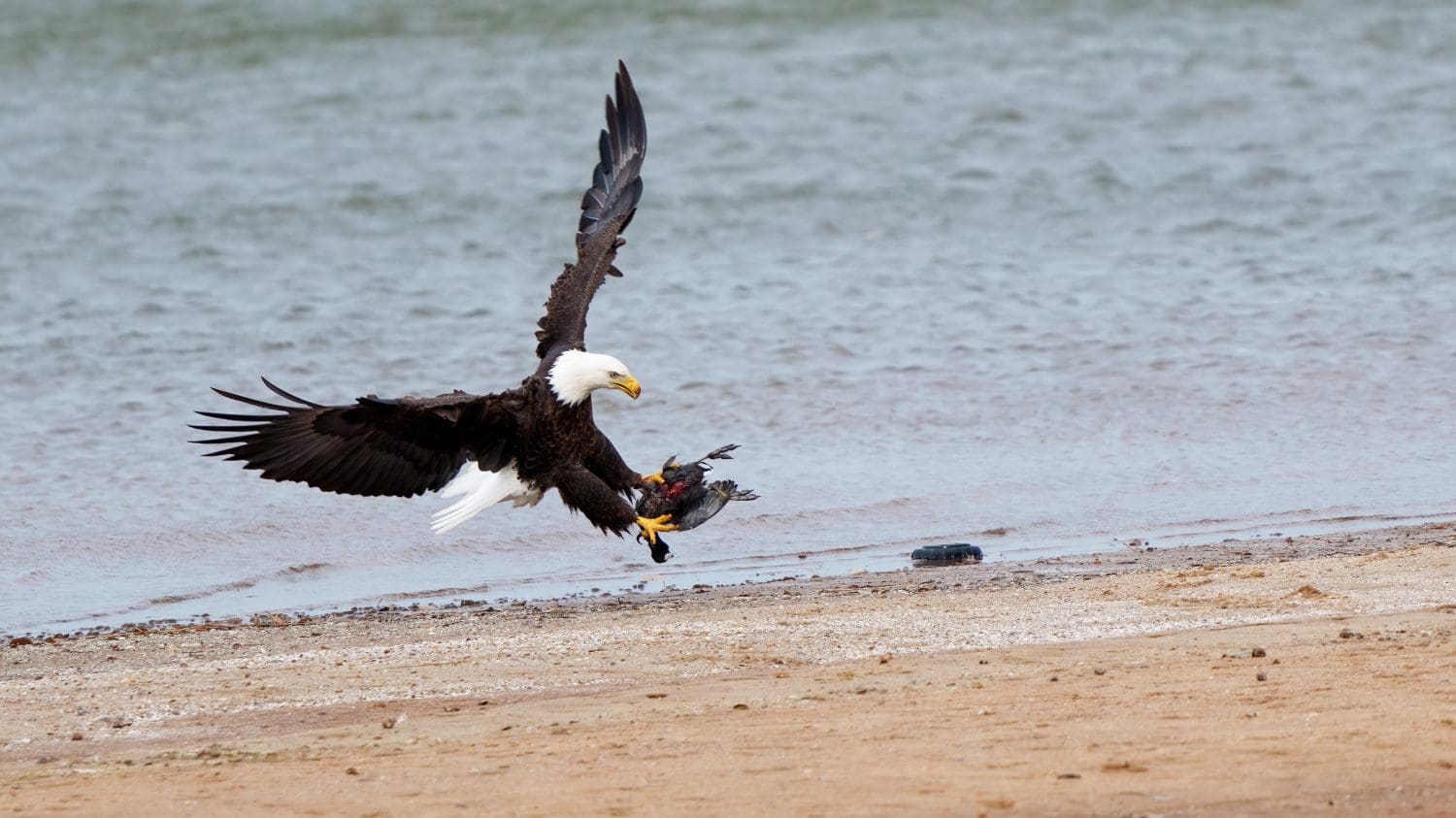 Un'aquila calva adulta cattura una folaga americana in un lago