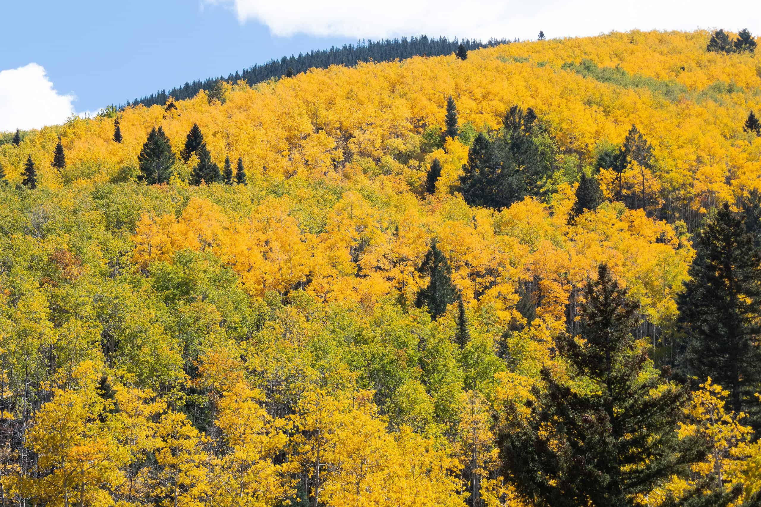 Foresta nazionale di Santa Fe