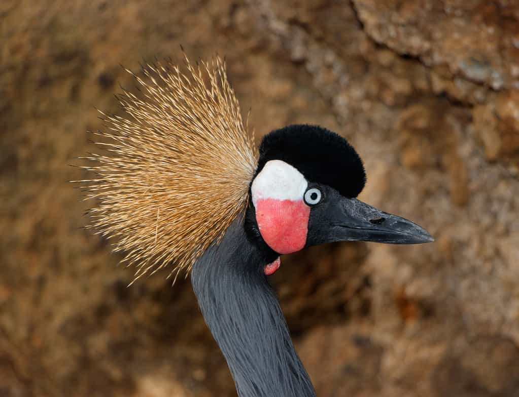 gru coronata nera