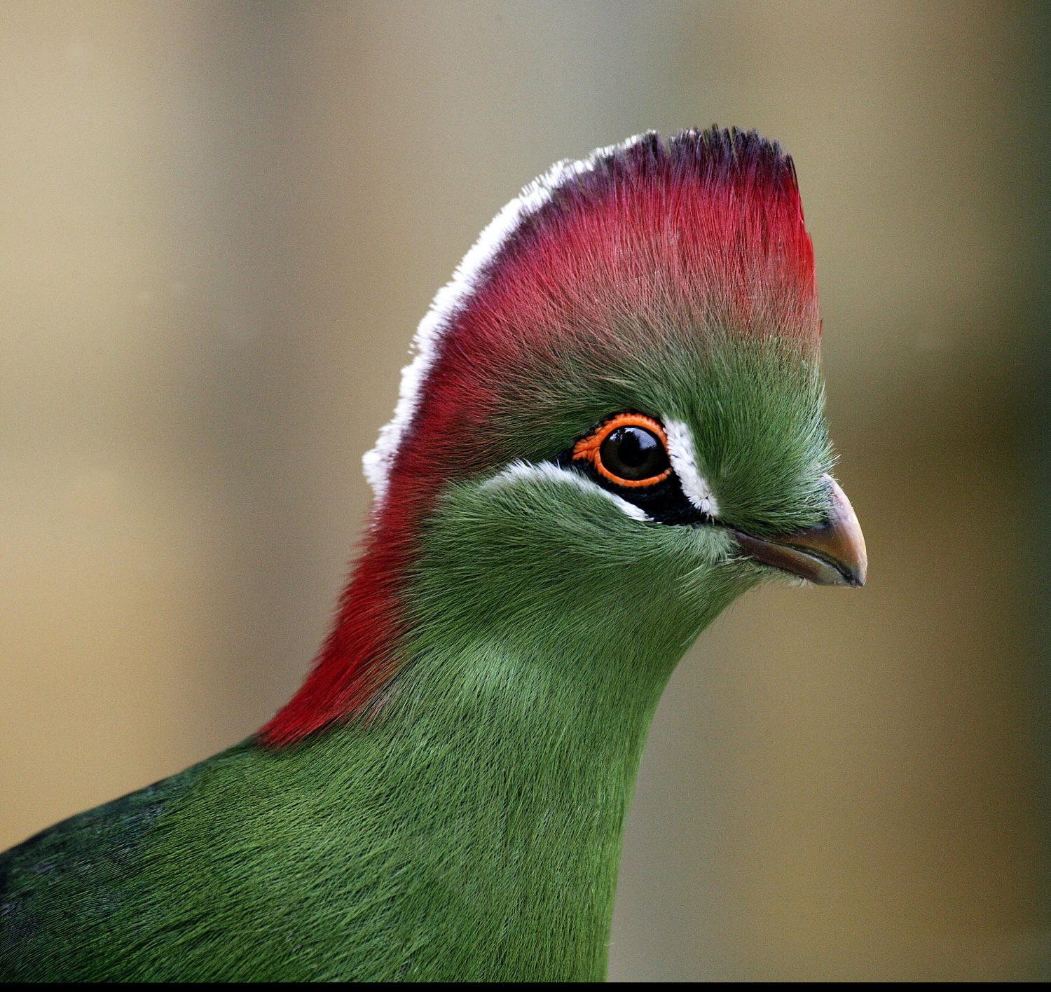 Turaco di Fischer, tauraco corythaix fischeri, adulto con bei colori  