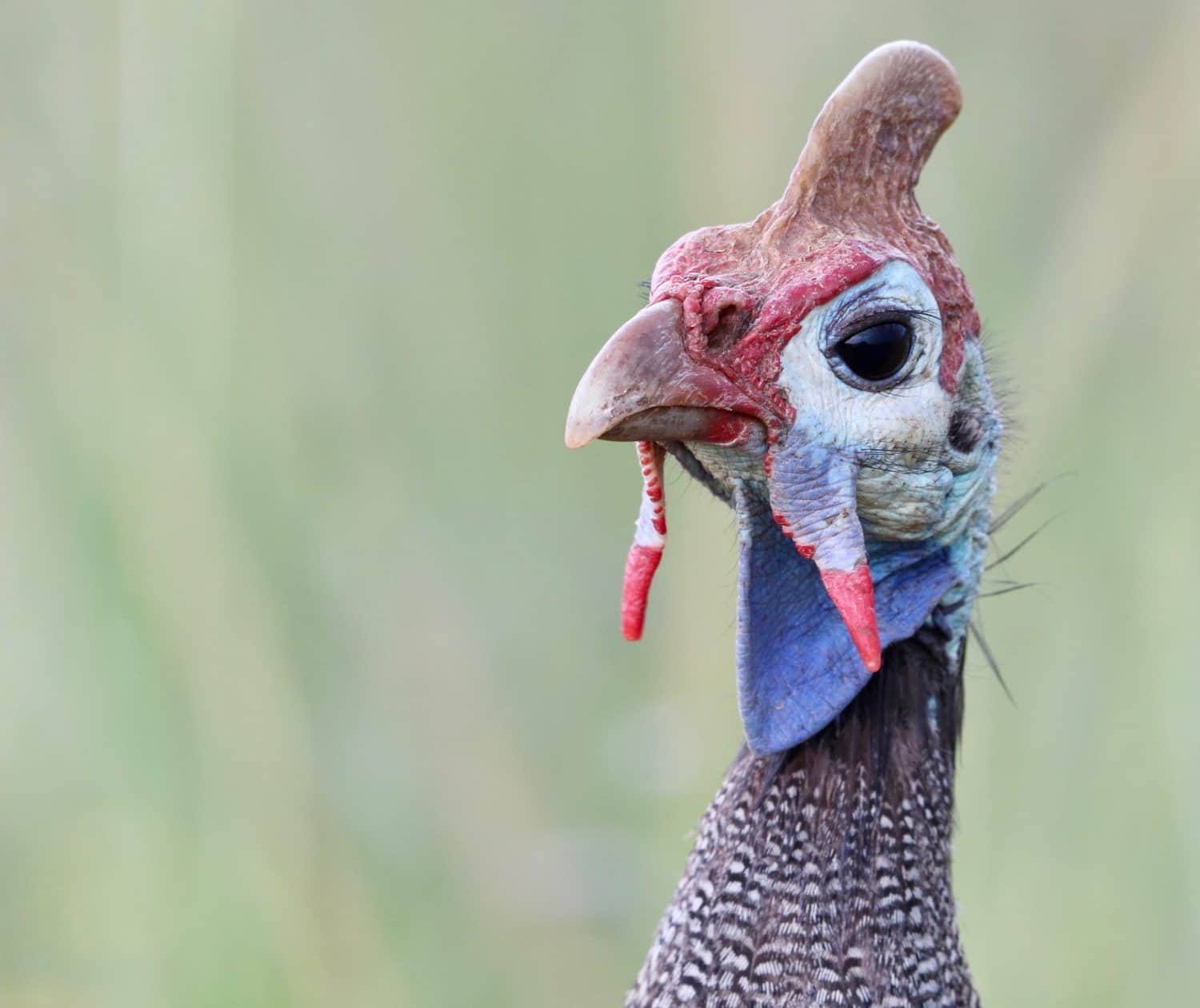Faraona munita di casco, Parco nazionale di Pilanesberg, Sudafrica
