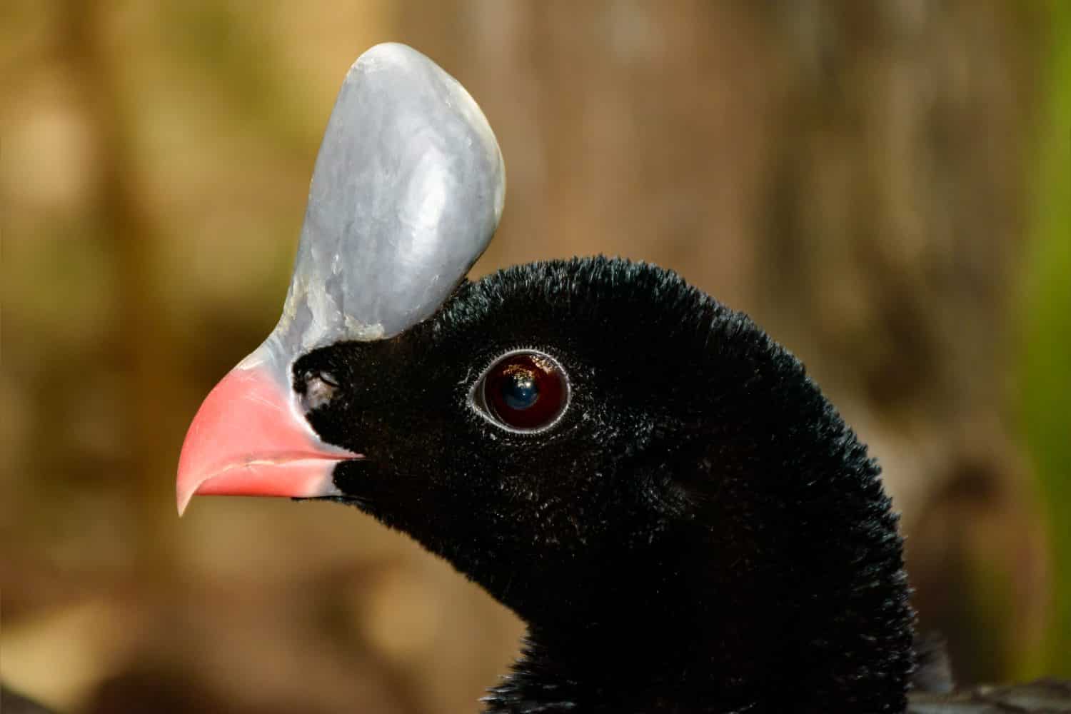 Profilo del primo piano del curassow con casco (Pauxi pauxi).