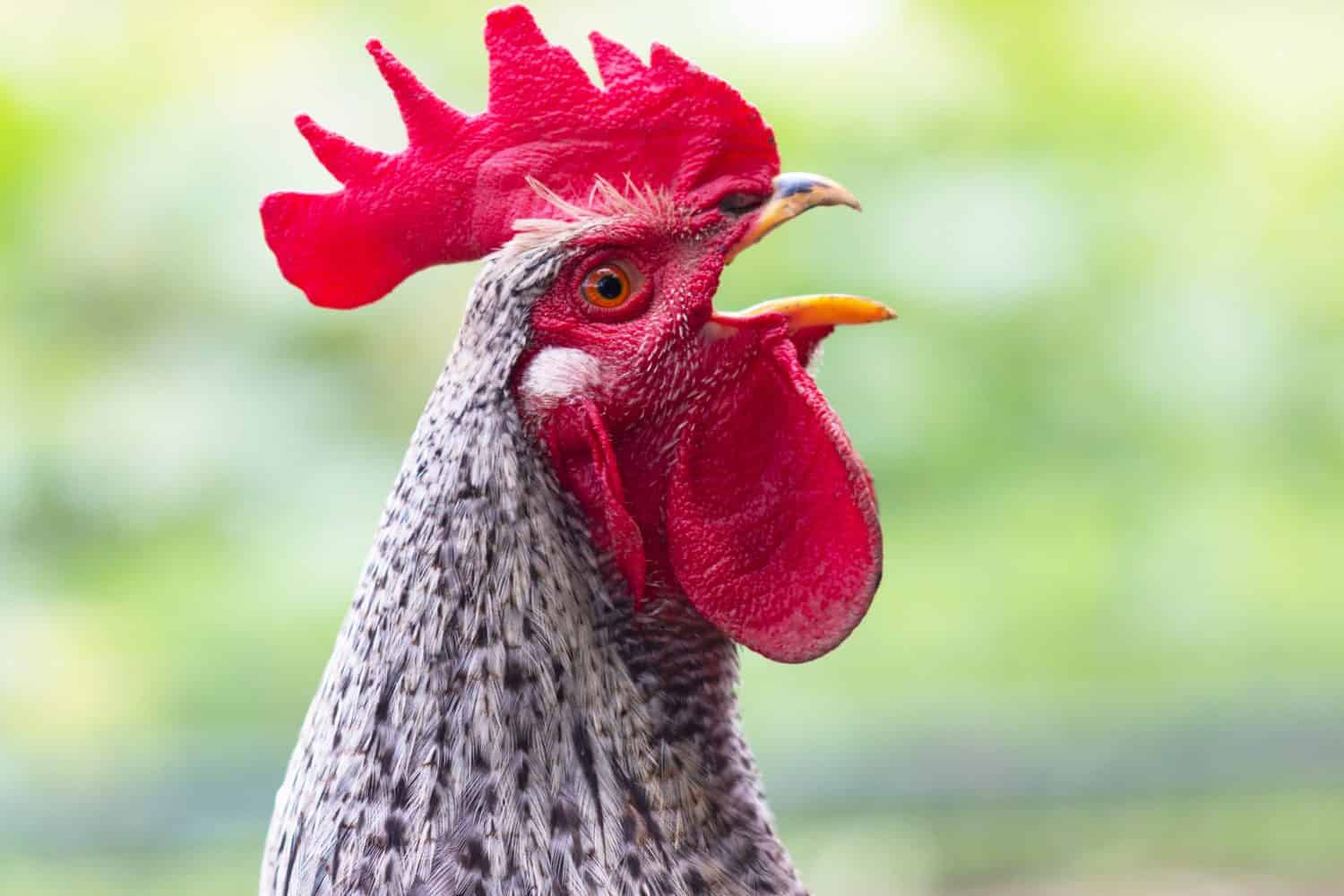 Ritratto di un bellissimo gallo canto colorato con una cresta rossa brillante isolata su uno sfondo verde estivo. Concetto di campagna con uccello domestico che canta da vicino nella fattoria.  Copia spazio per il testo