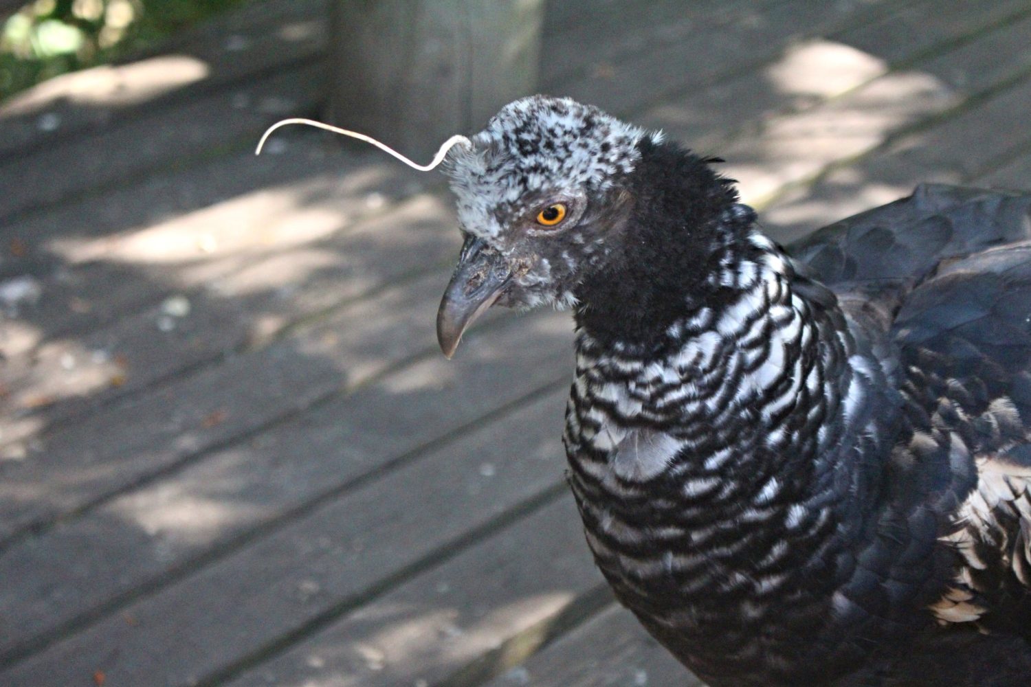 Un urlatore cornuto a Barú, in Colombia.