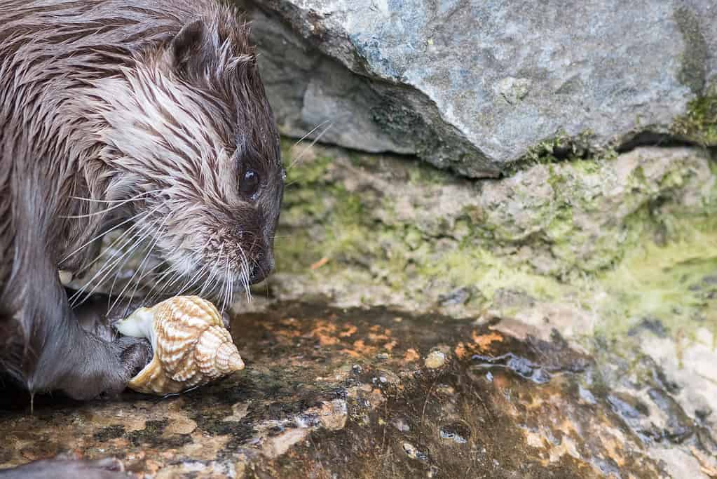 Lontra che gioca con una conchiglia. Primo piano del volto di un animale fluviale.