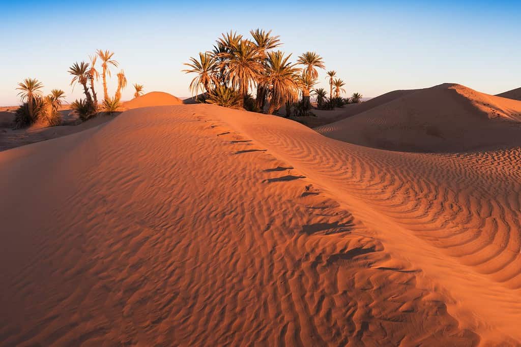 Alberi nel deserto del Sahara, Merzouga, Marocco Tramonto colorato nel deserto sopra l'oasi con palme e dune di sabbia. Bellissimo sfondo naturale - Oasi africana. Il riscaldamento globale in Africa
