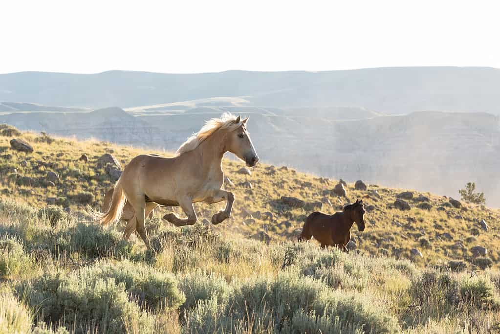 Il cavallo halflinger corre attraverso l'artemisia.