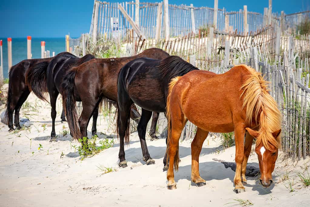 Cavalli selvaggii Outer Banks NC