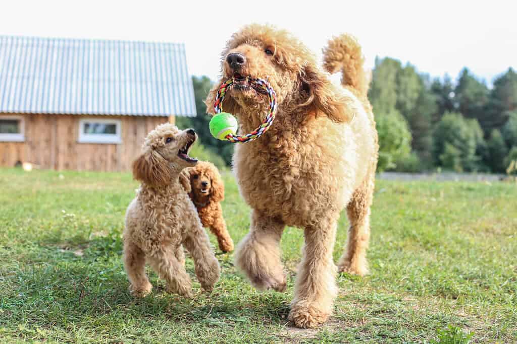 Sul prato si gioca con il barboncino toy e quello standard. Cani di razza di colore albicocca.