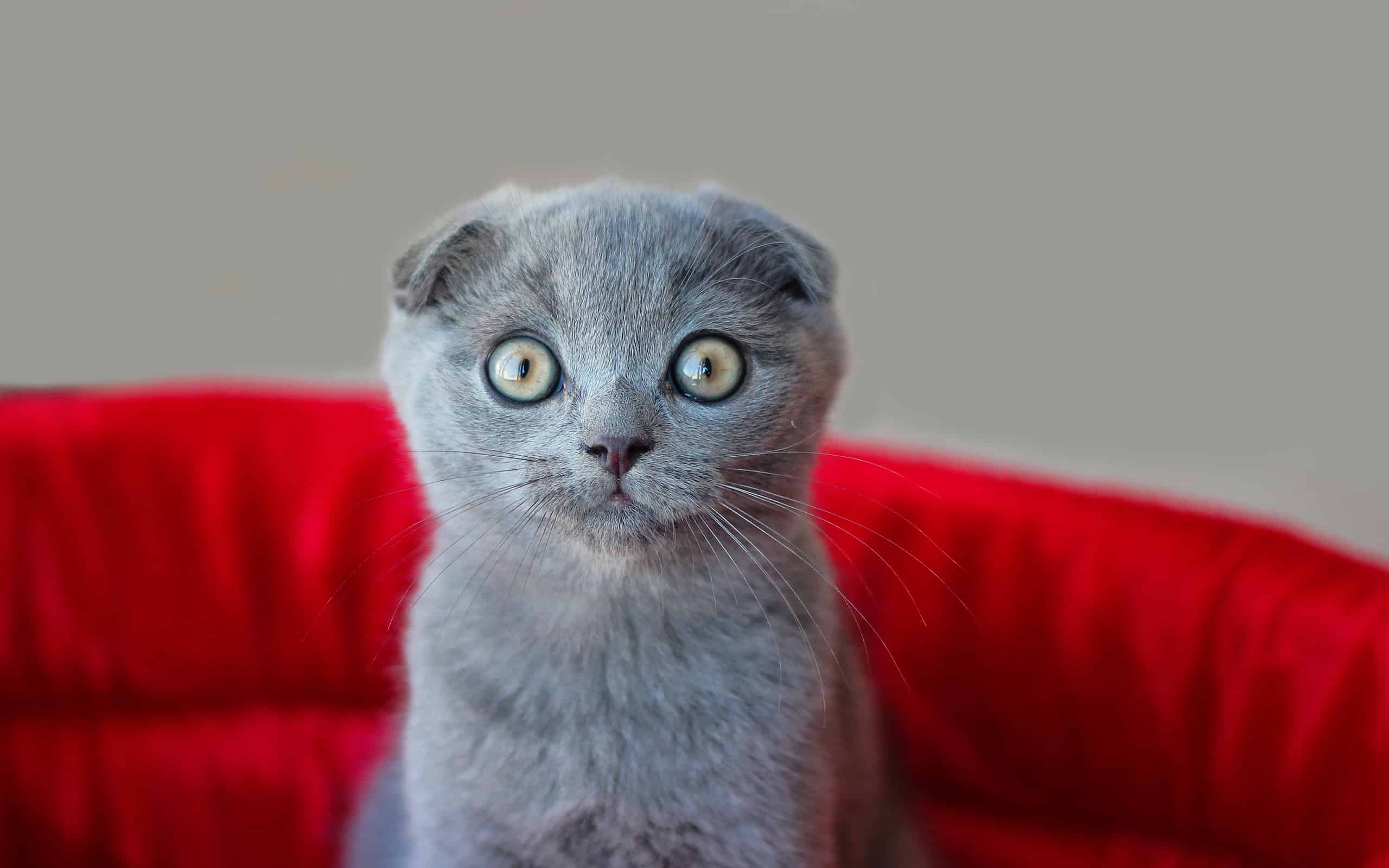 Gatto Scottish Fold seduto su un sedile rosso.