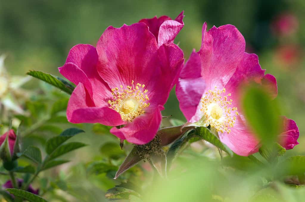 Rosa selvatica; Rosa gimnocarpa, 1893; vecchia rosa;