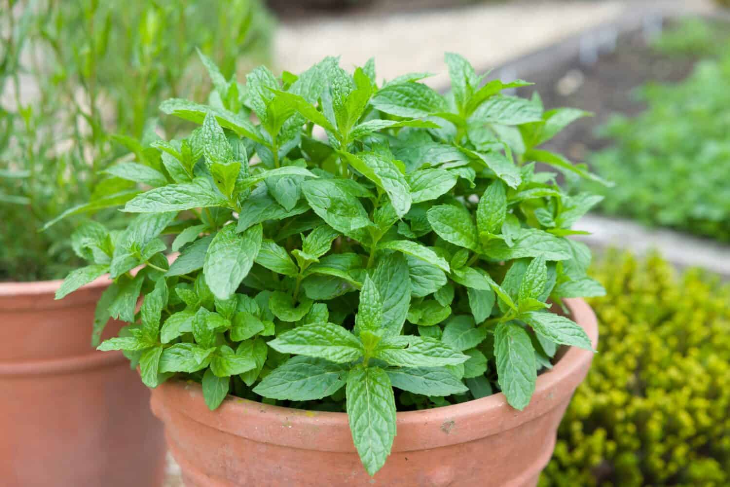 La menta cresce in un vaso. Menta verde fresca (mentha spicata) in un giardino di erbe, Regno Unito