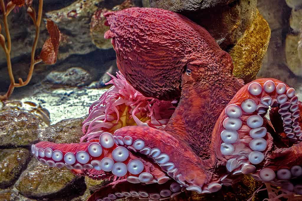 Polpo gigante del Pacifico - Enteroctopus dofleini