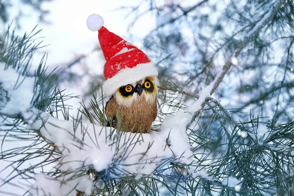divertente giocattolo del gufo in cappello di Babbo Natale su pino innevato, sfondo naturale invernale. Vacanze di Natale e Capodanno. festività invernali