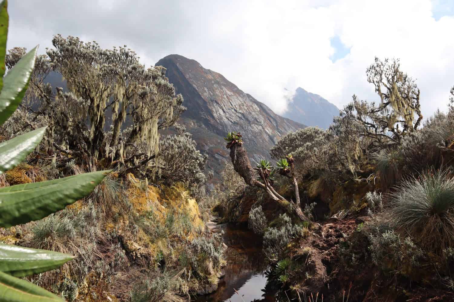 Una pozza d'acqua su un passo vicino al Monte Baker (4843 m) nei Monti Rwenzori in Uganda, conosciuti anche come Monti della Luna. Febbraio 2019.