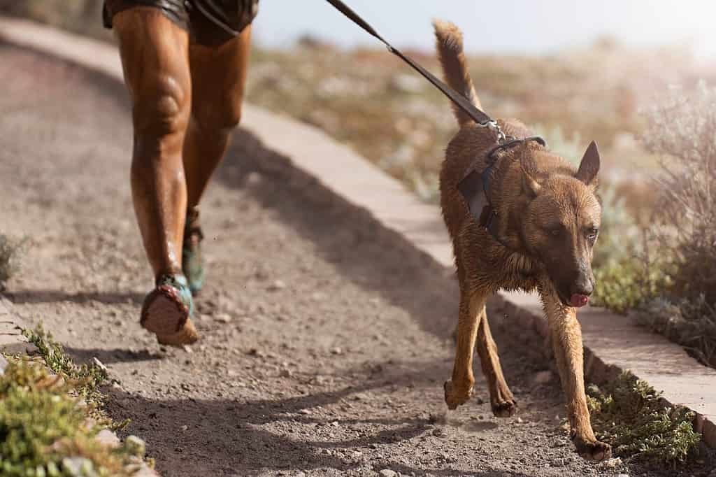Il cane e il suo proprietario partecipano a una famosa gara di canicross. Gara di canicross mushing. Attività sportiva all'aperto. Il Malinois belga insieme al proprietario. Percorso a ostacoli per cani e corridori