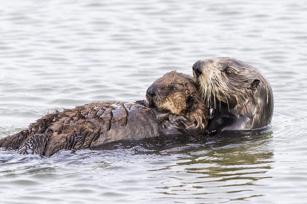 Una lontra marina del sud (Enhydra lutris nereis) culla il suo cucciolo mentre nuota sulla schiena - Penisola di Monterey, California