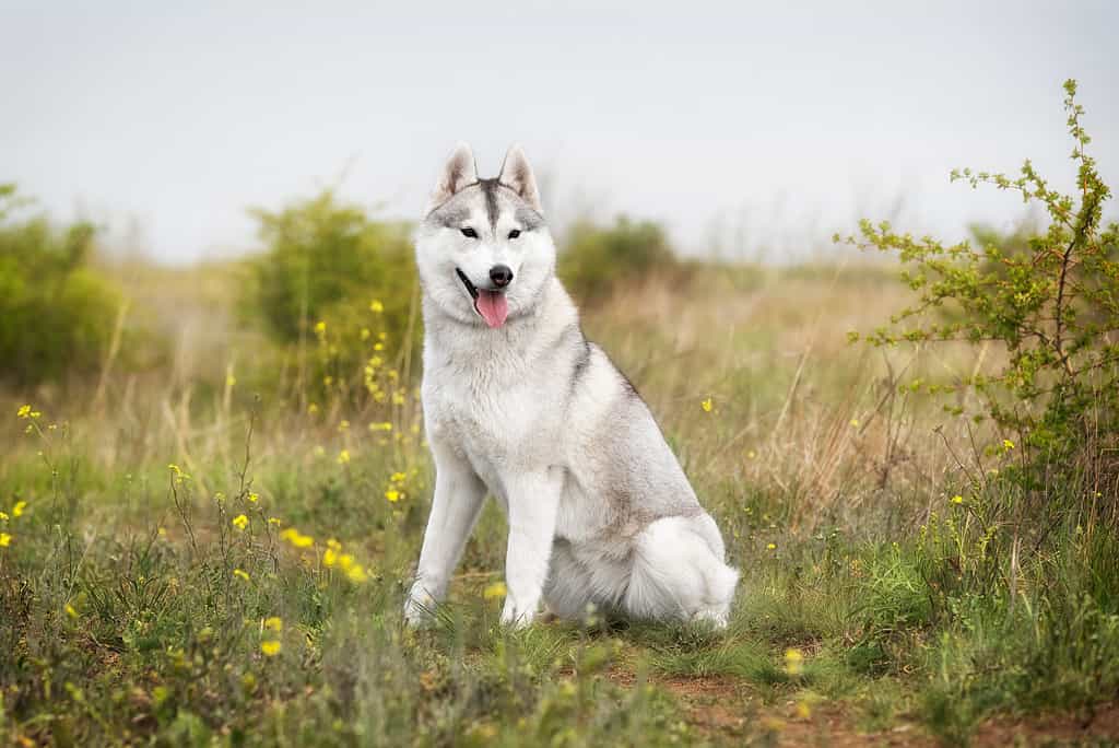 Un ritratto di una giovane cagna femmina del husky siberiano grigio e bianco con gli occhi marroni.