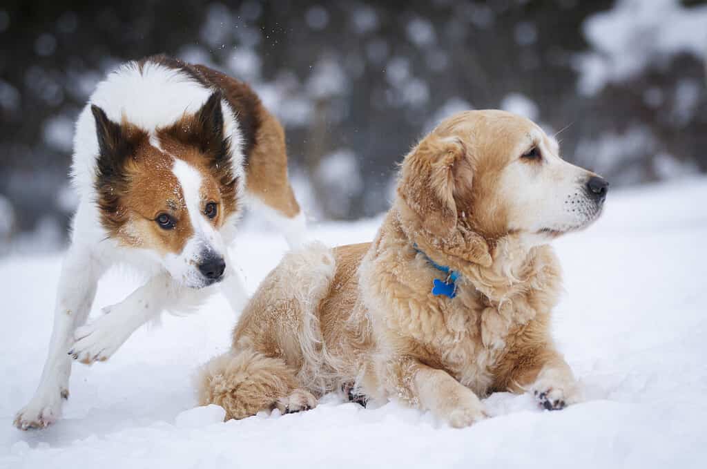 Un giovane Border Colle corre attorno a un Golden Retriever anziano.