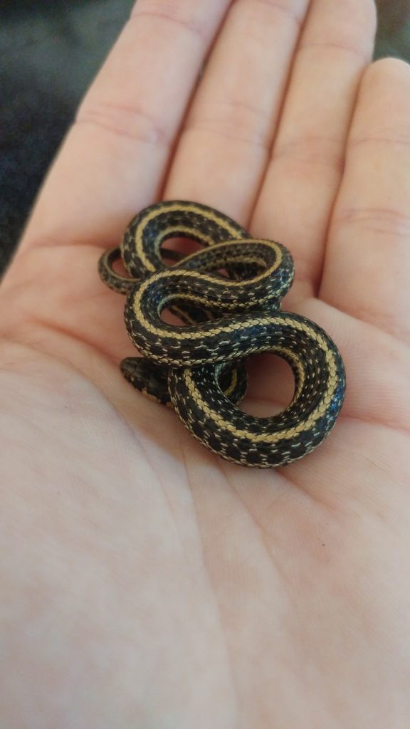 Bambino comune del serpente giarrettiera