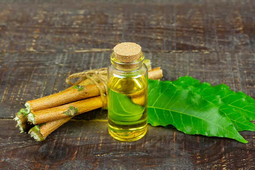 L’olio di Neem è molto efficace nel liberare le piante grasse dai parassiti.