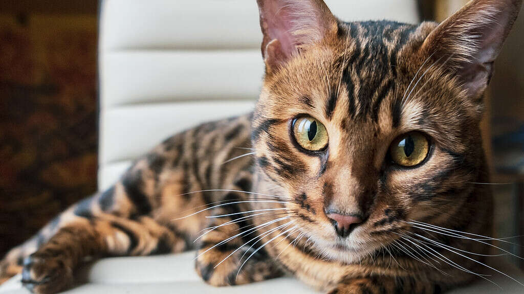 Bellissimo giovane gatto bengala con gli occhi verdi.