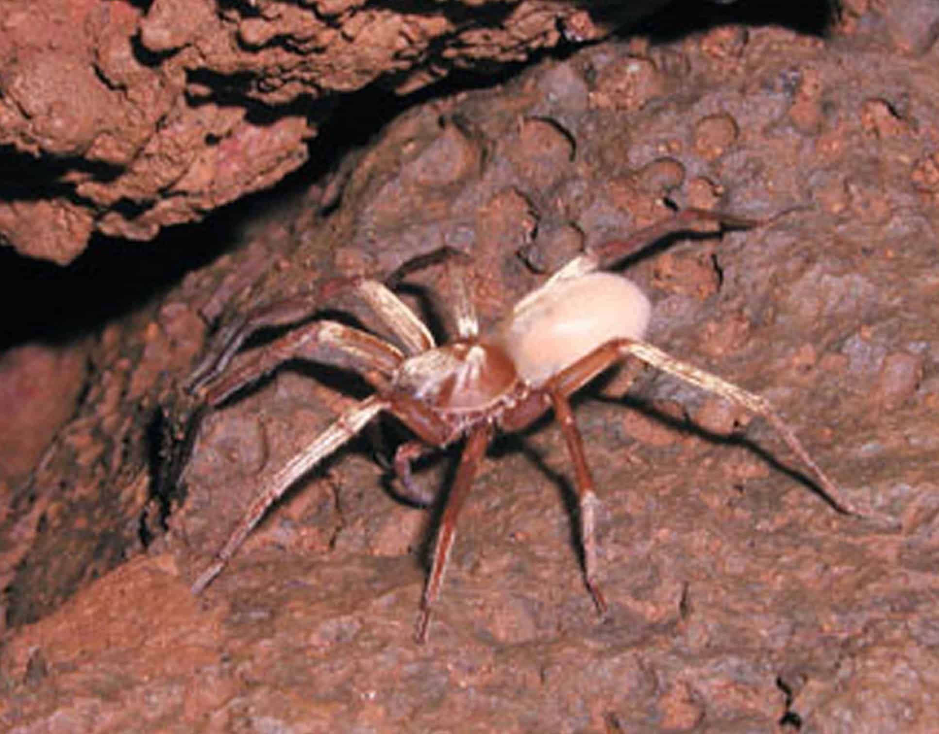 Ragno lupo delle caverne di Kaua'i