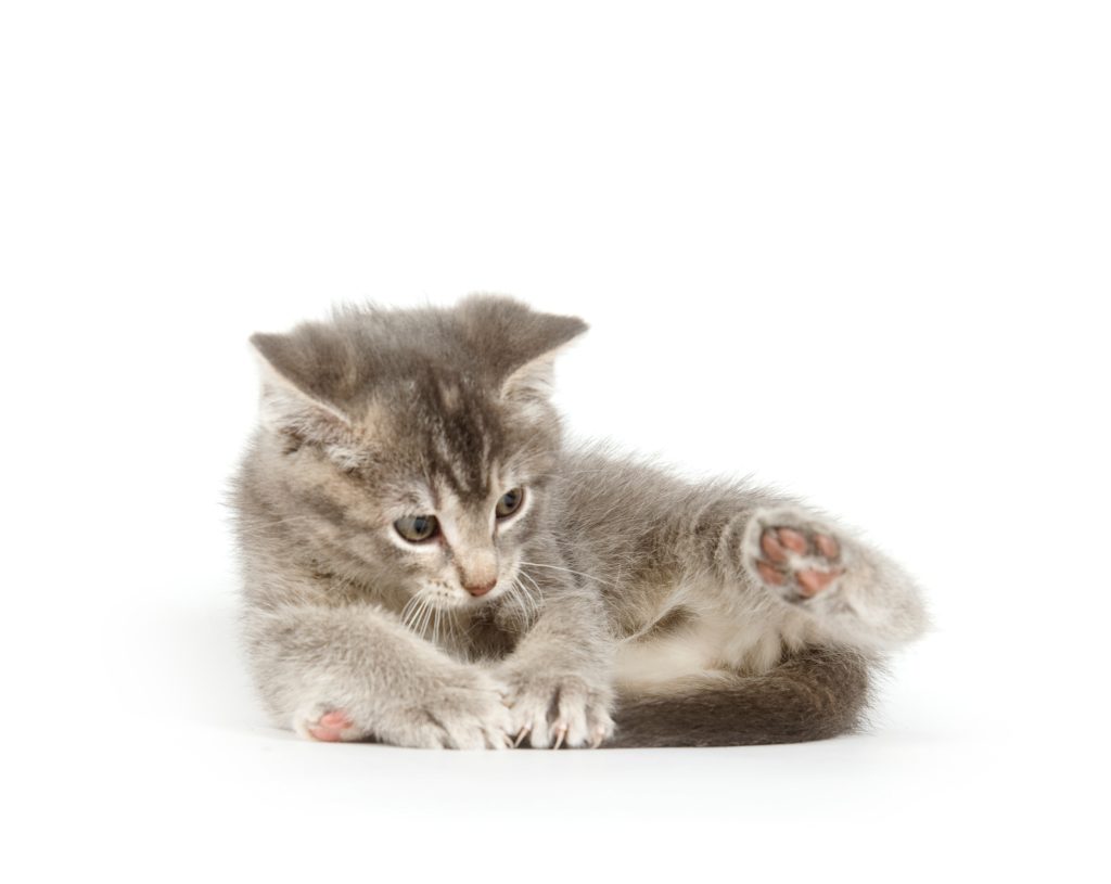 Gattino grigio che insegue la coda su bianco