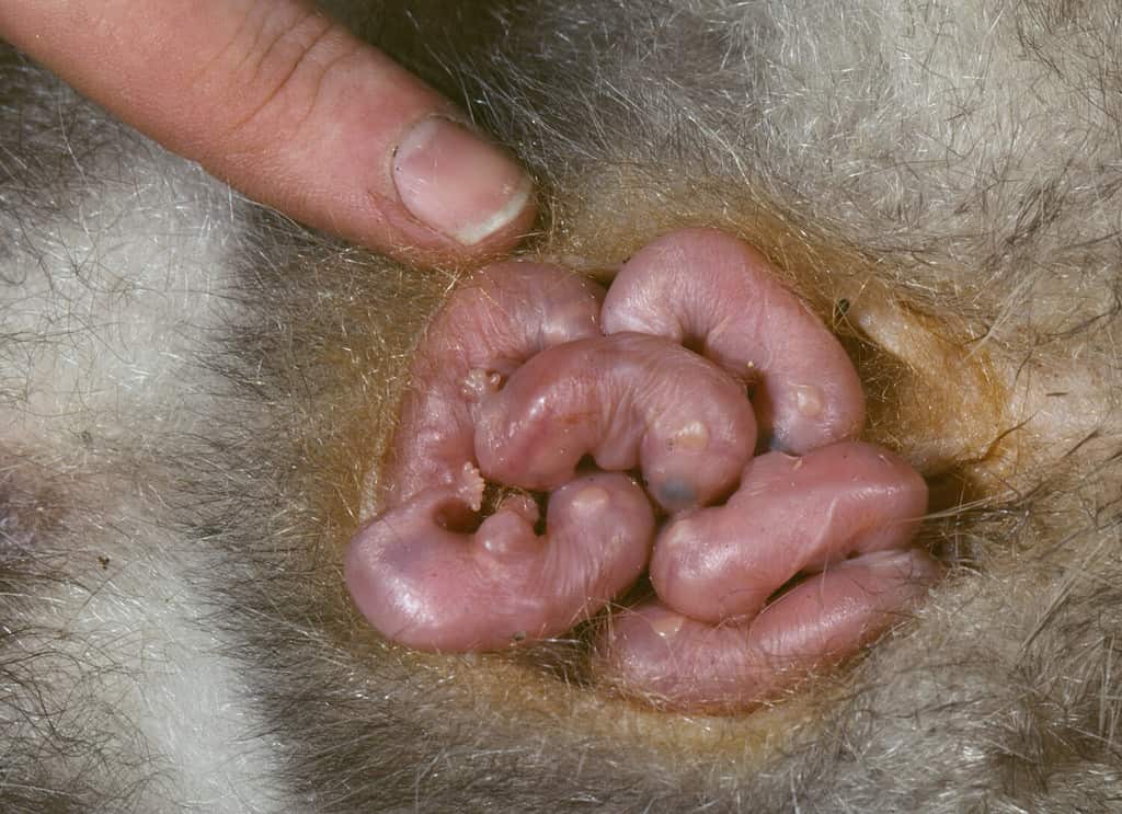 Baby Opossum nella sacca della madre (Didelphis marsupialis