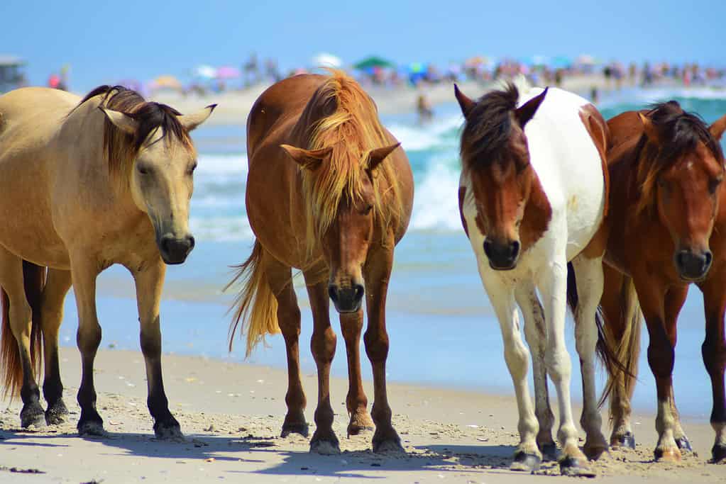 Cavalli selvaggi sulla spiaggia (Isola di Assateague)