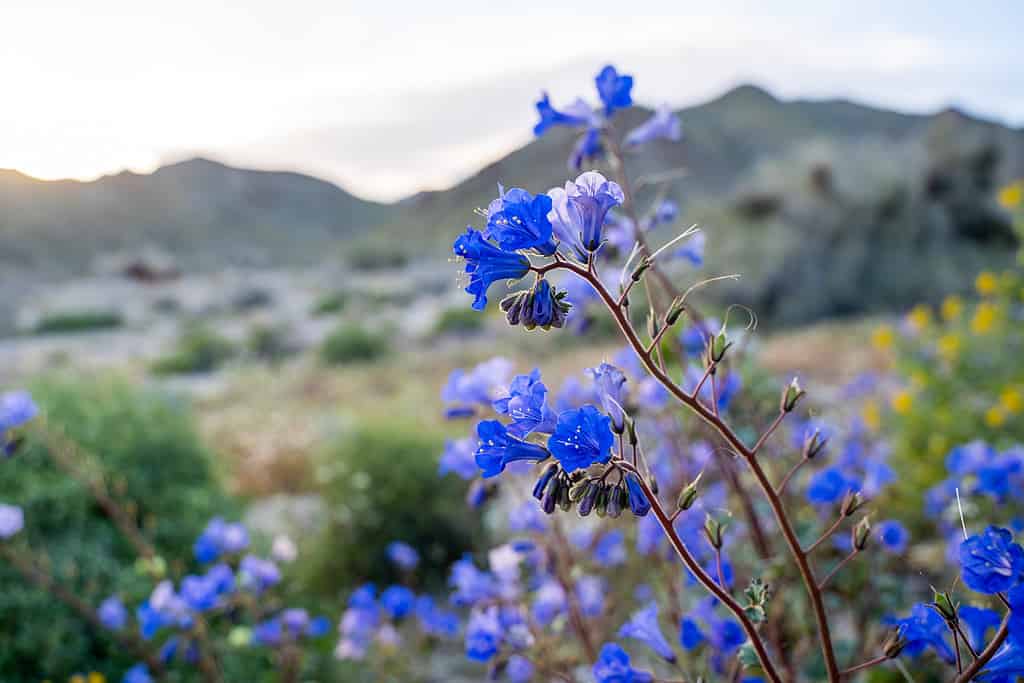 Come i visitatori stanno distruggendo il deserto durante i Superblooms del deserto
