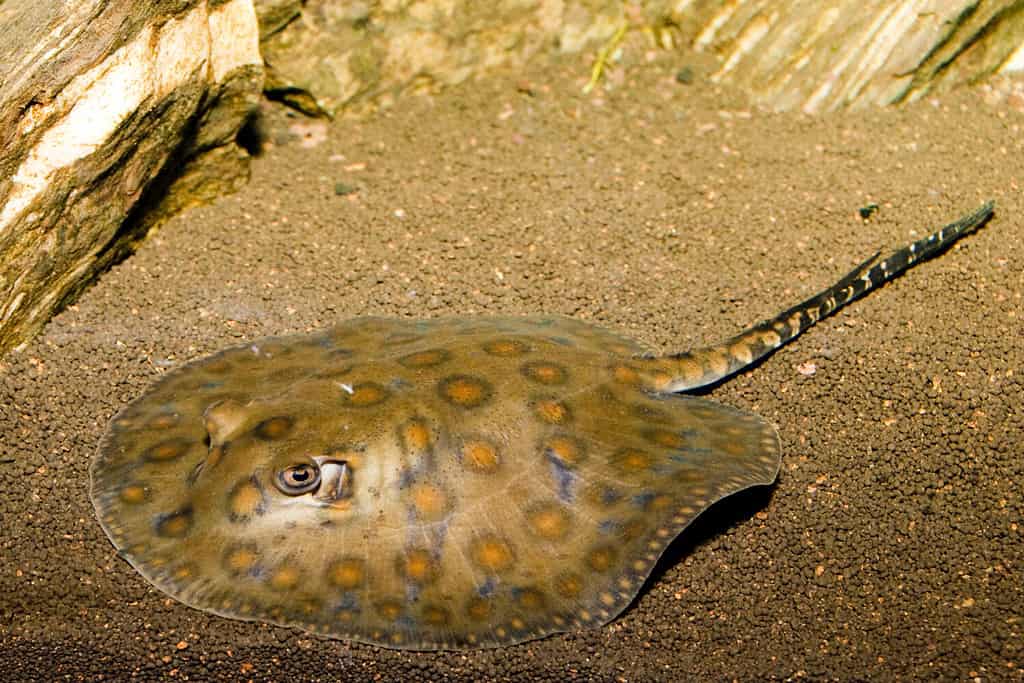 Stingray maculato della California (Urolophus halleri) in acquario