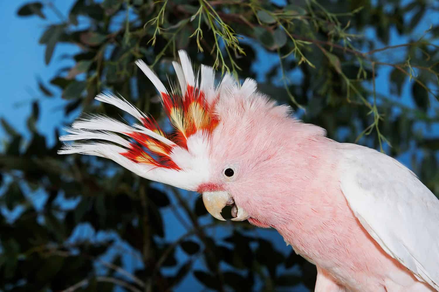 CACATUA ROSA O CACATUA DI MAGGIORE MITCHELL cacatua leadbeateri, ADULTO, PRIMO PIANO DELLA TESTA  