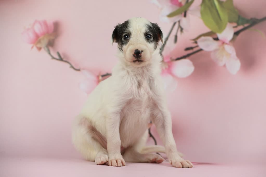 Cucciolo di Borzoi