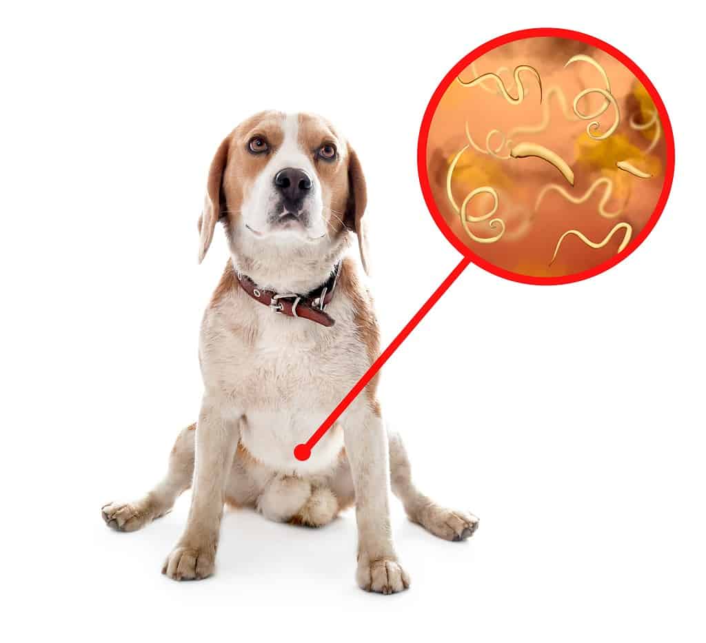 Cane carino e illustrazione di elminti al microscopio su sfondo bianco.  Parassiti negli animali