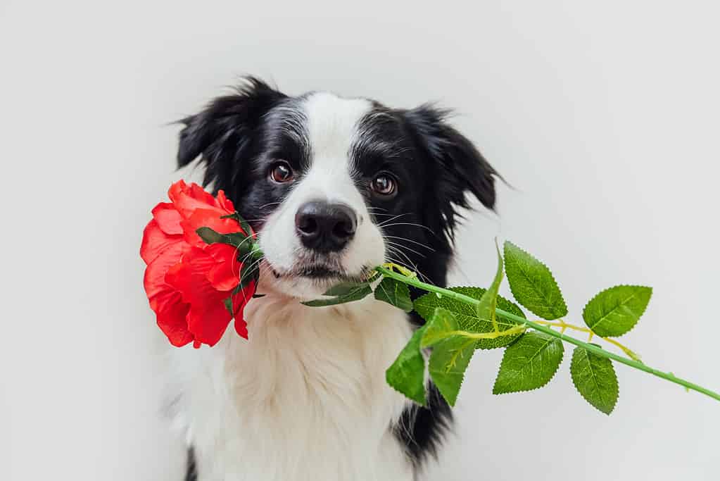 Concetto di San Valentino. Ritratto divertente simpatico cucciolo di cane border collie che tiene il fiore di rosa rossa in bocca isolato su sfondo bianco. Un adorabile cane innamorato fa un regalo il giorno di San Valentino