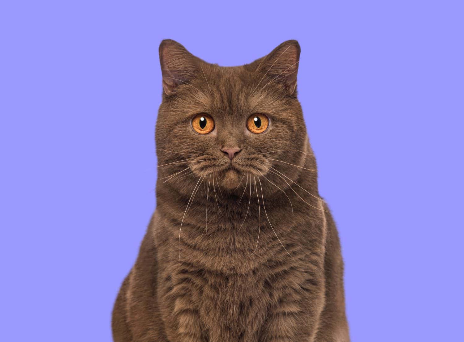 Colpo alla testa di un gatto Brown British Shorthair guardando la telecamera contro il viola 