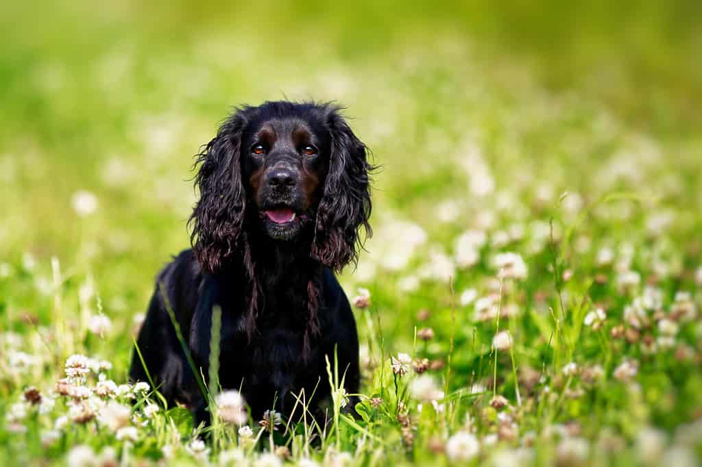 lo springer spaniel inglese è il cane più fastidioso?