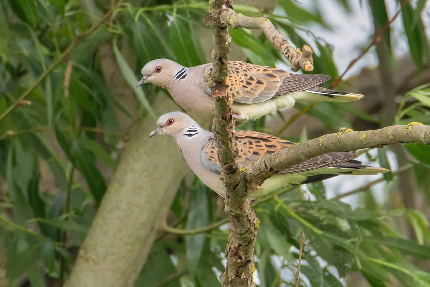 Una coppia di tortore europee che si appollaiano su un albero. La tortora europea (Streptopelia turtur) è un membro della famiglia degli uccelli Columbidae, le colombe e i piccioni.