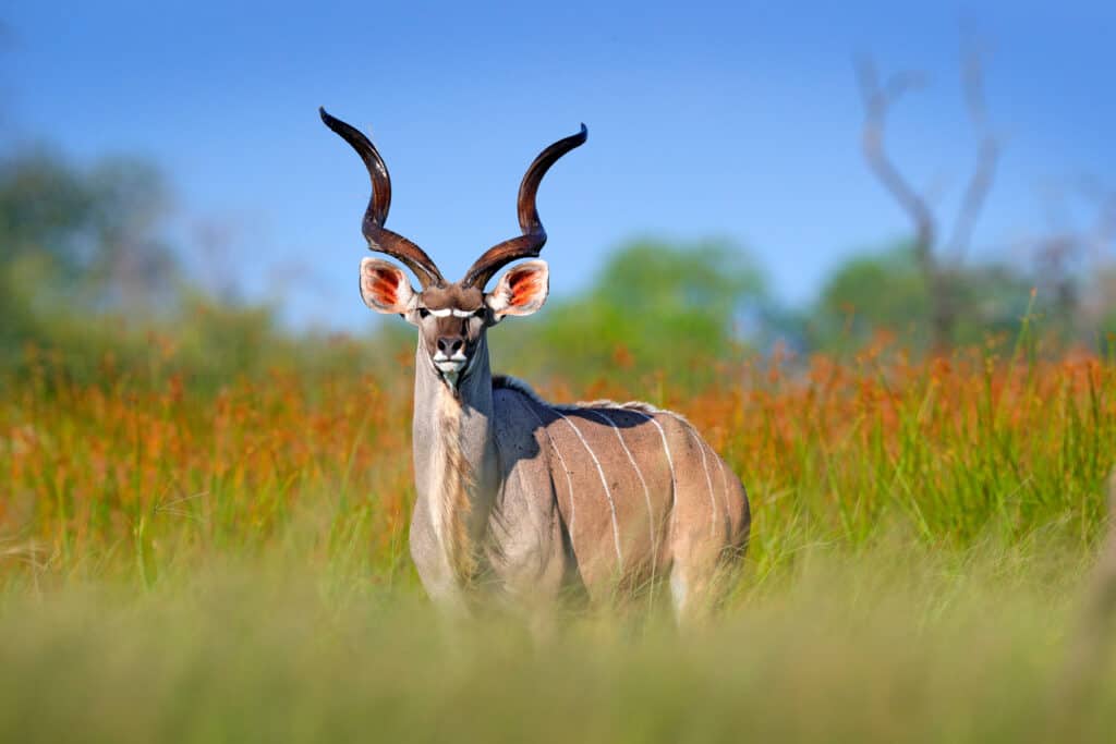 Guarda un Kudu che salta sopra l'auto di un turista come se stesse facendo parkour
