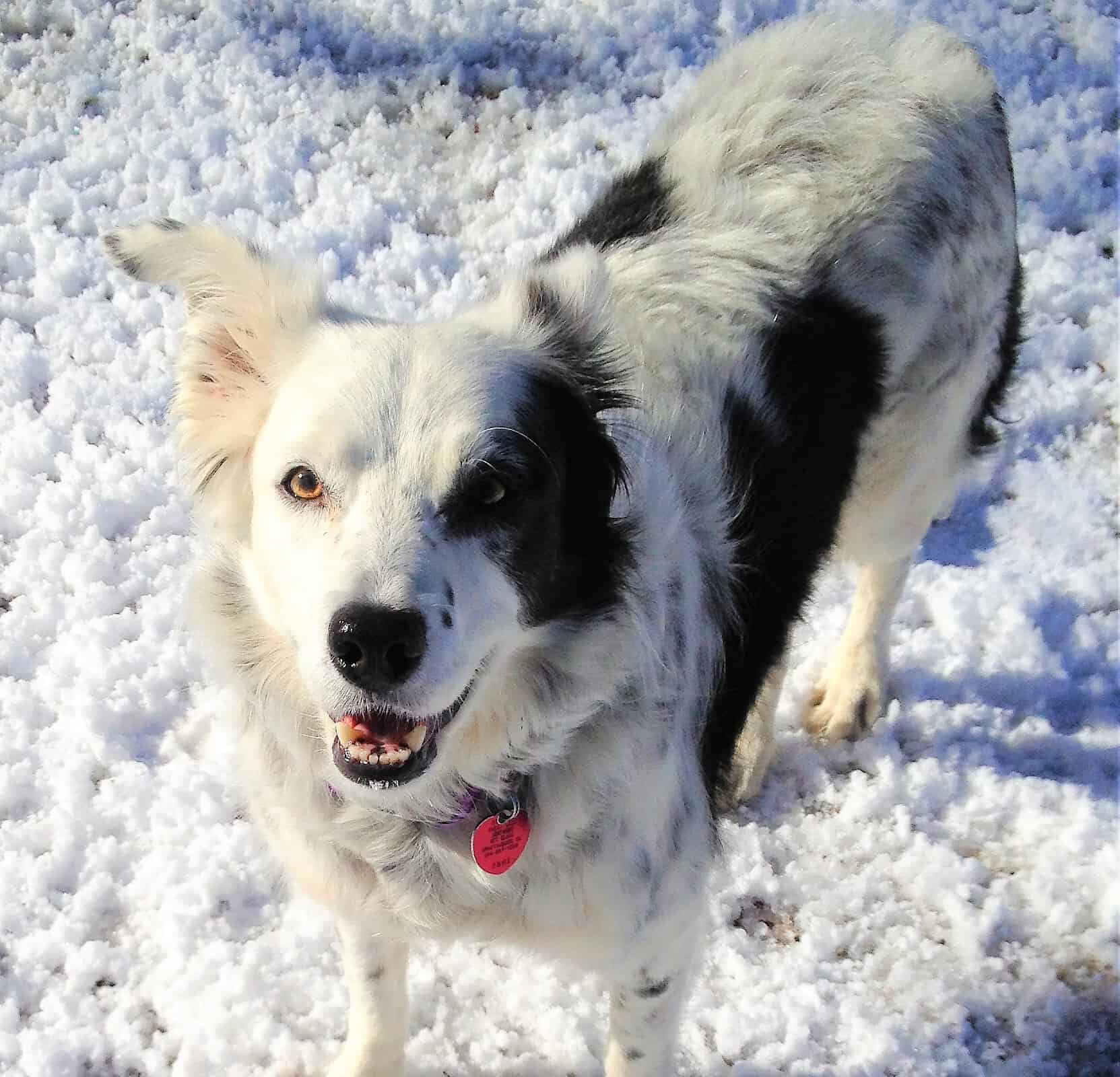 Chaser, il border collie, ama la neve, 2013