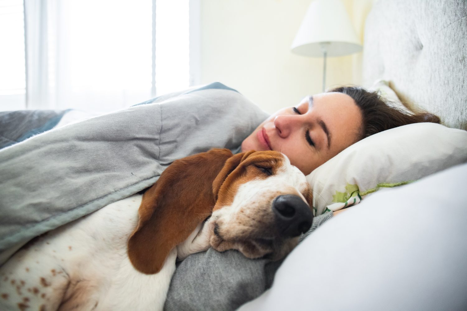 Ragazza e cane dormono insieme comodamente e coccolati a letto la mattina.  A letto con il migliore amico basset hound marrone e bianco con la faccia felice di svegliarsi accanto al tuo animale domestico