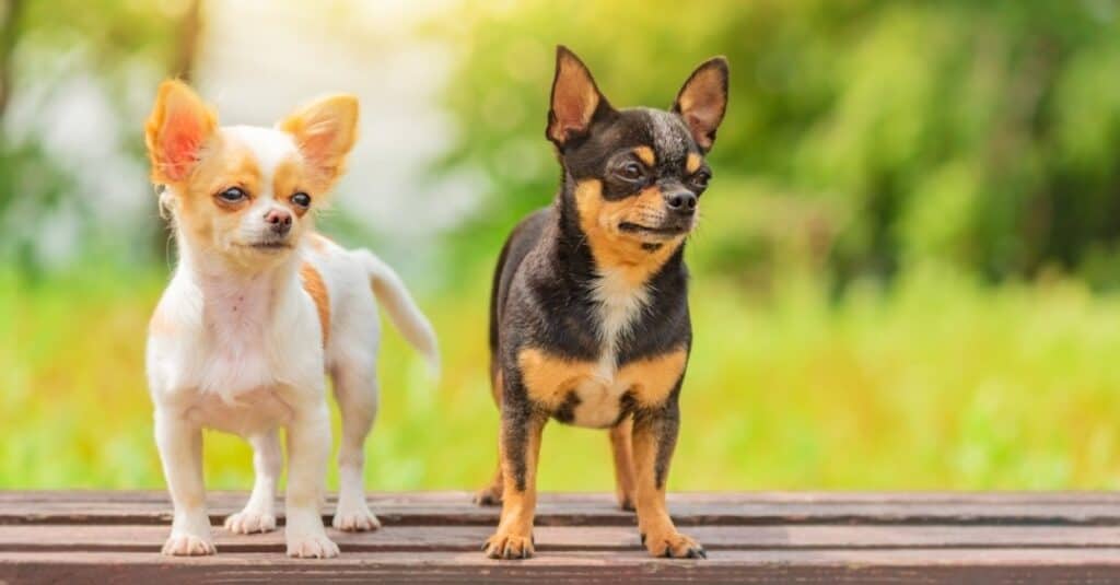 Chihuahua in piedi sulla panchina