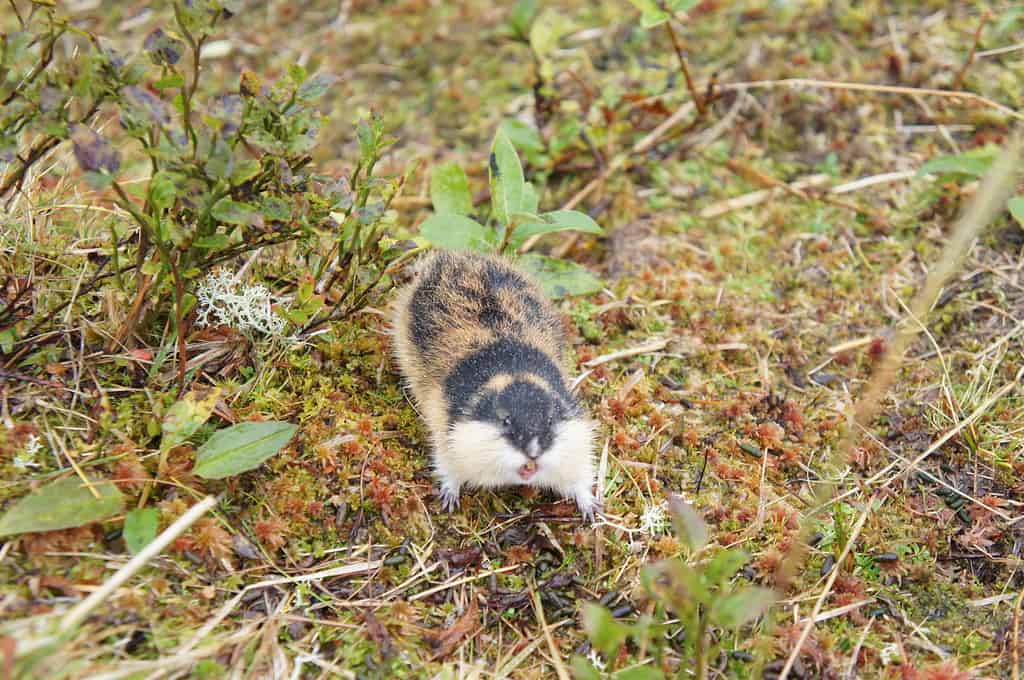Lemming