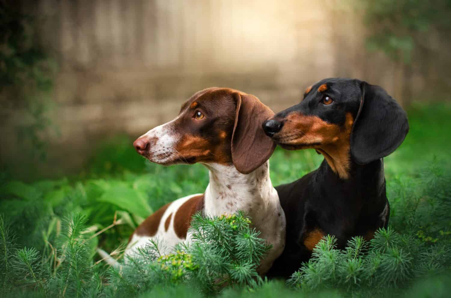 due bassotti neri e peibald bellissimo ritratto sullo sfondo della natura