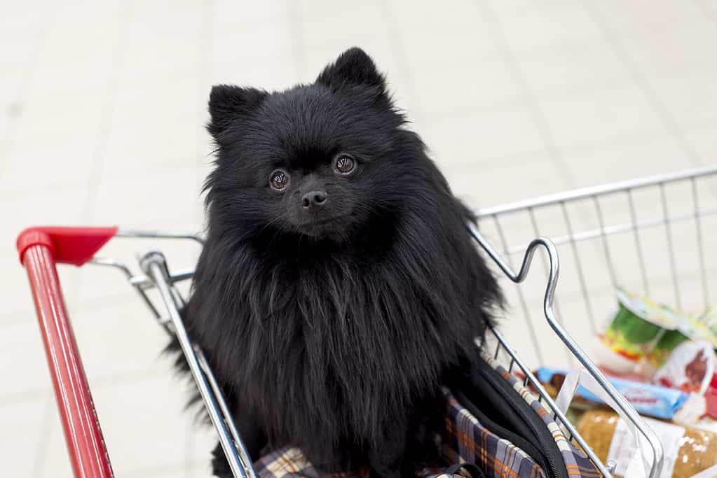 cane nel carrello della spesa