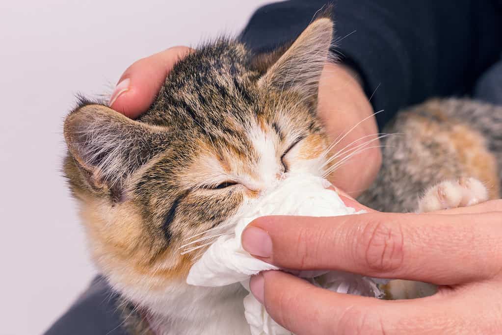 Povero gattino malato con un'infezione e secrezione.