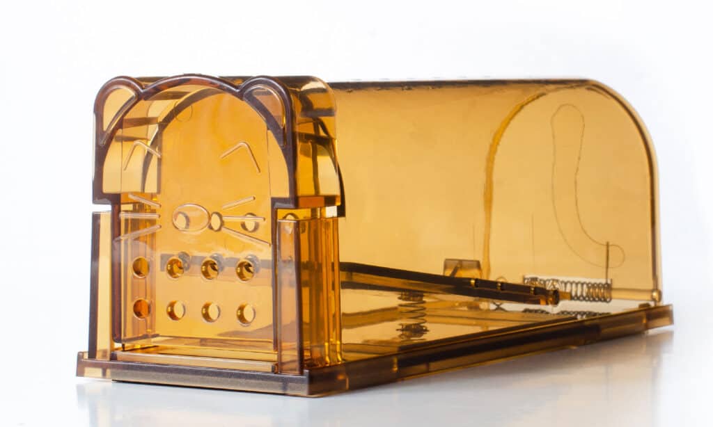 Trappola per topi umana