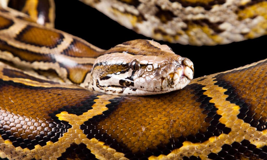 Pitone birmano (Python molurus bivittatus)