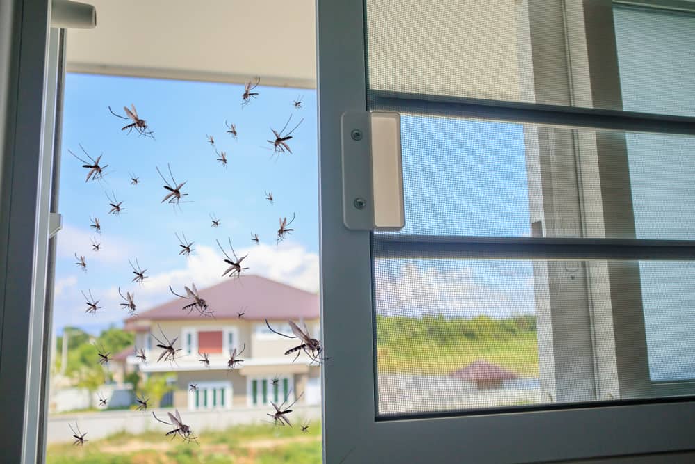 Molte zanzare volavano in casa mentre veniva aperta la rete anti-insetti